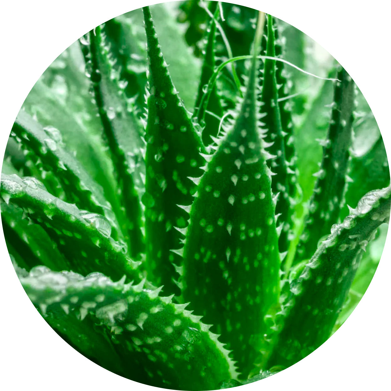 Aloe Vera Leaf Juice