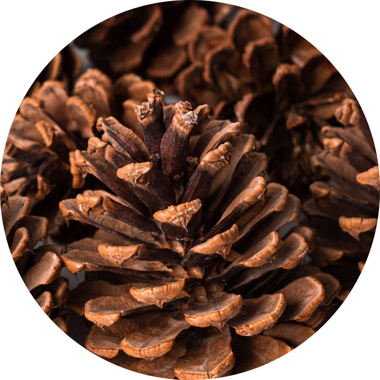 Cedarwood Oil