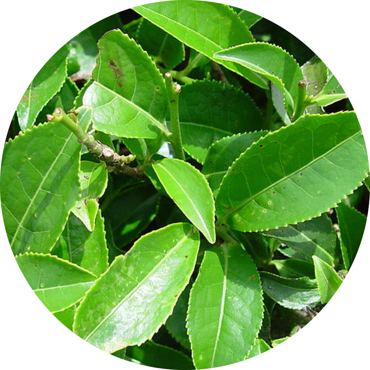 Green Tea Extract
