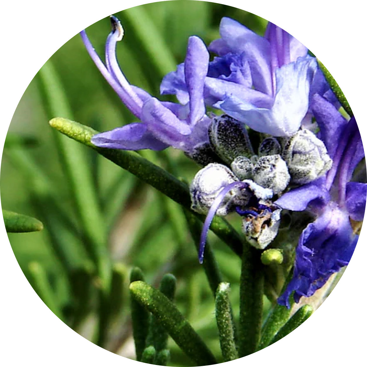 Rosemary Leaf Oil